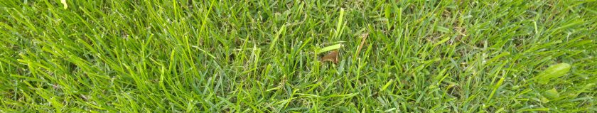 sample of our lawn grass