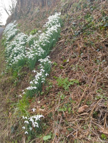 photo of snowdrops on the grass verge beside the road