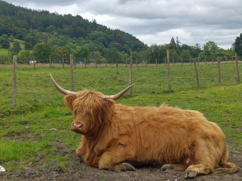 Photo of Highland cattle