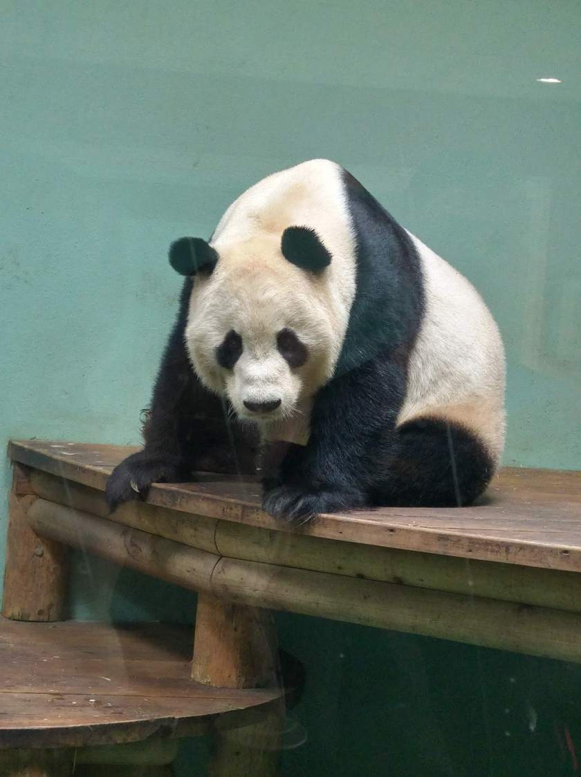 photo of giant panda at Edinburgh Zoo