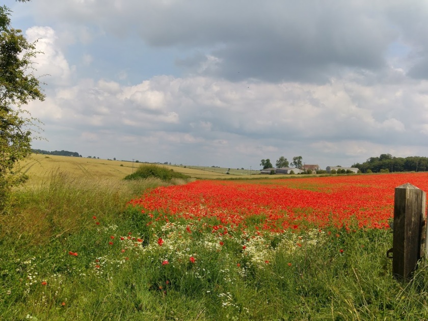 View of wheatfield full of poppies