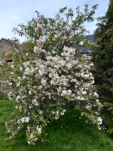 Photo of crab apple tree in full blossom