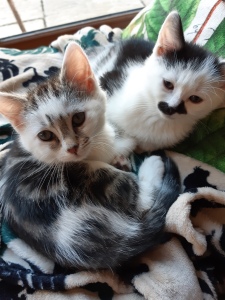 photo of two kittens on fleecy blanket