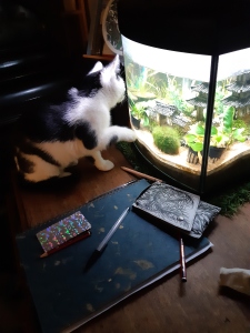 Photo of cat gazing into fish tank