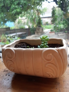 china planter with succulents